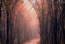 黑白官方体育：2025年全国春季游泳锦标赛：山东队斩获8金2银3铜.